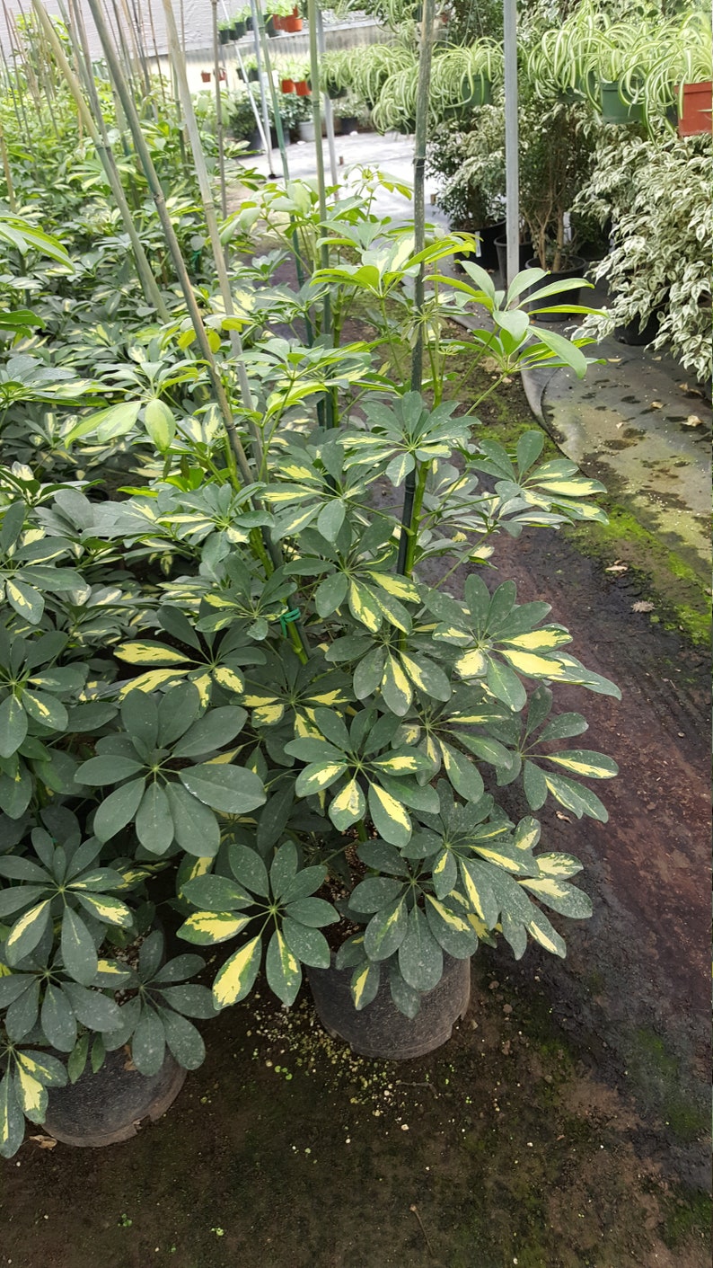 Variegated Arboricola schefflera Dwarf Hawaiian Umbrella 3 Etsy