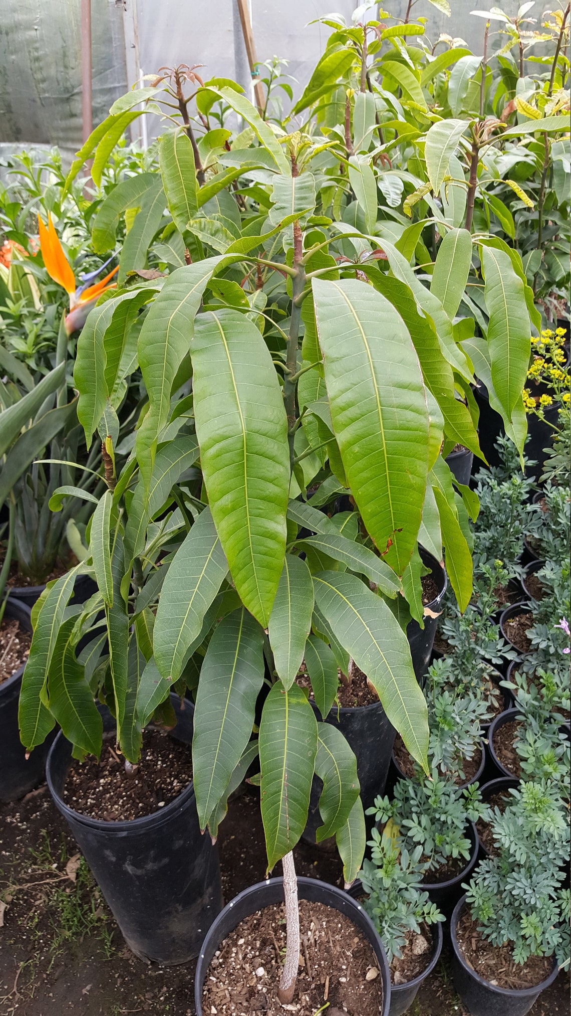 Manila Mango Tree 2 to 3 Feet Tall Ship in 3 Gal Pot | Etsy