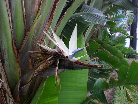 Oiseau Blanc Géant Du Paradis Strelitzia Nicolai 2 Pieds De Haut Navire En 1 Gal Pot
