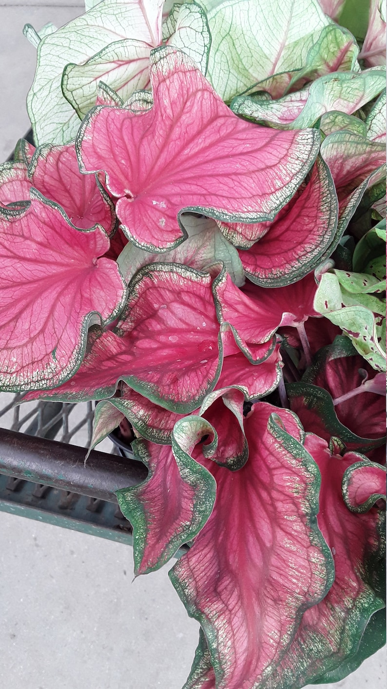 1 Plants 4 to 8 Tall Ship in 3 Pot Red and Green Foliage Caladium