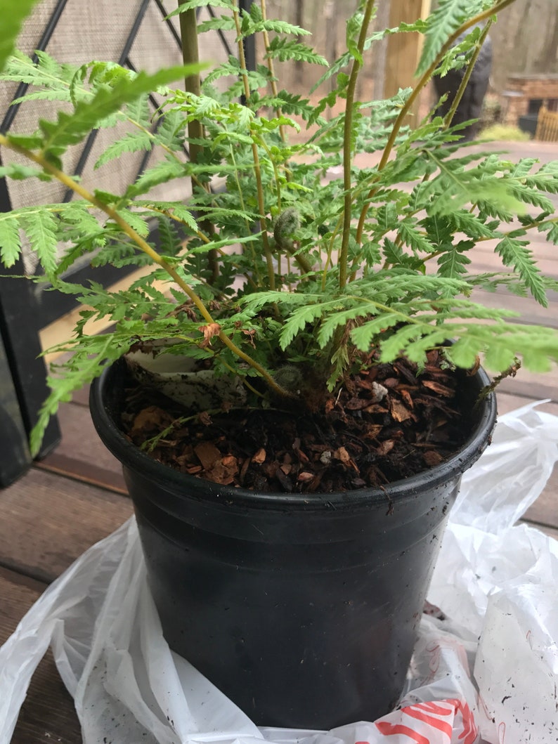 Tasmanian Tree Fern Dicksonia antarctica 1 Plants 1 Feet Etsy