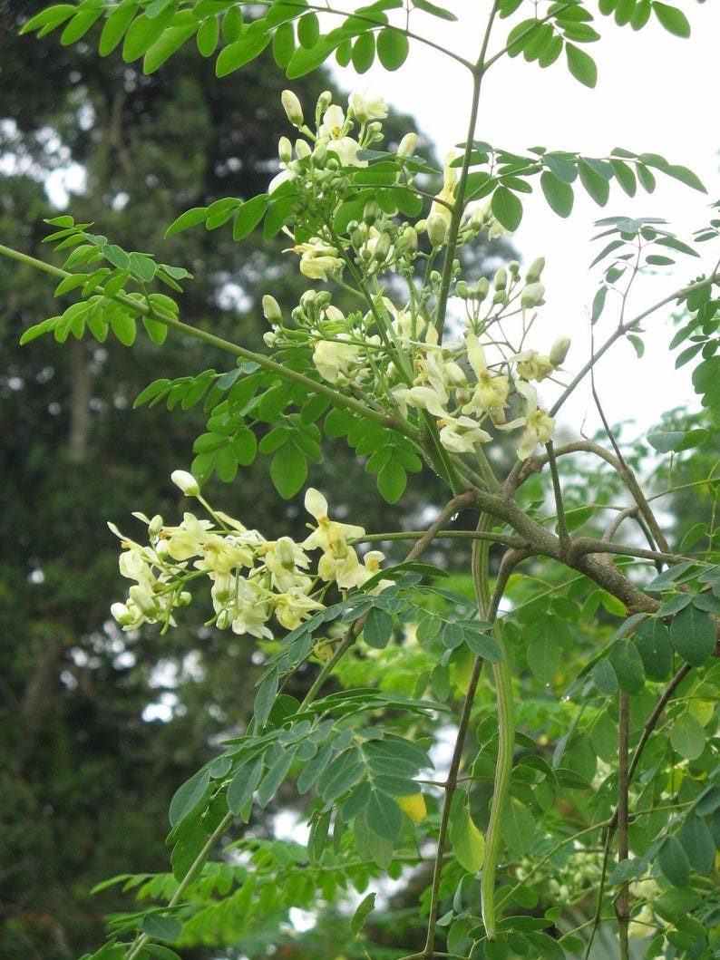 1 Plant Ship in 1 Gal Pot 1 to 2 Feet Tall Moringa Tree
