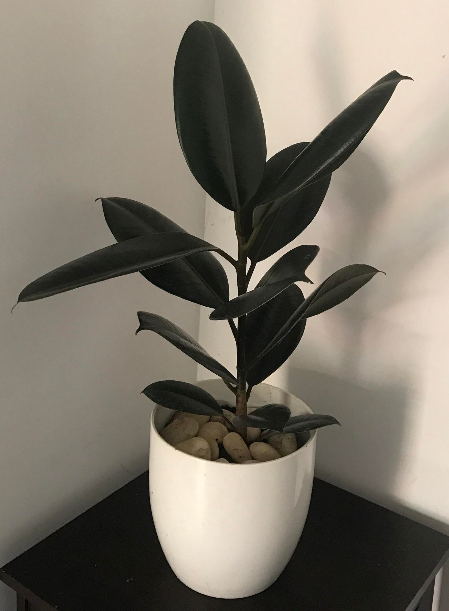 Burgundy Rubber Plant 1 Plant 3 to 4 Feet Tall Ship in Etsy
