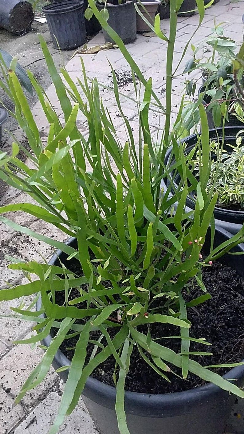 plants that repel centipedes