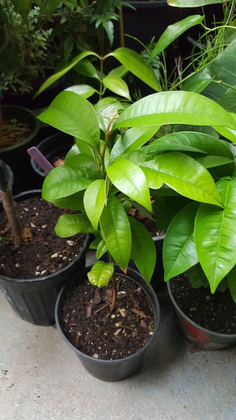 Star Apple 1 Plants Chrysophyllum cainito 1 to 2 Tall Ship in 3 Gal Pot