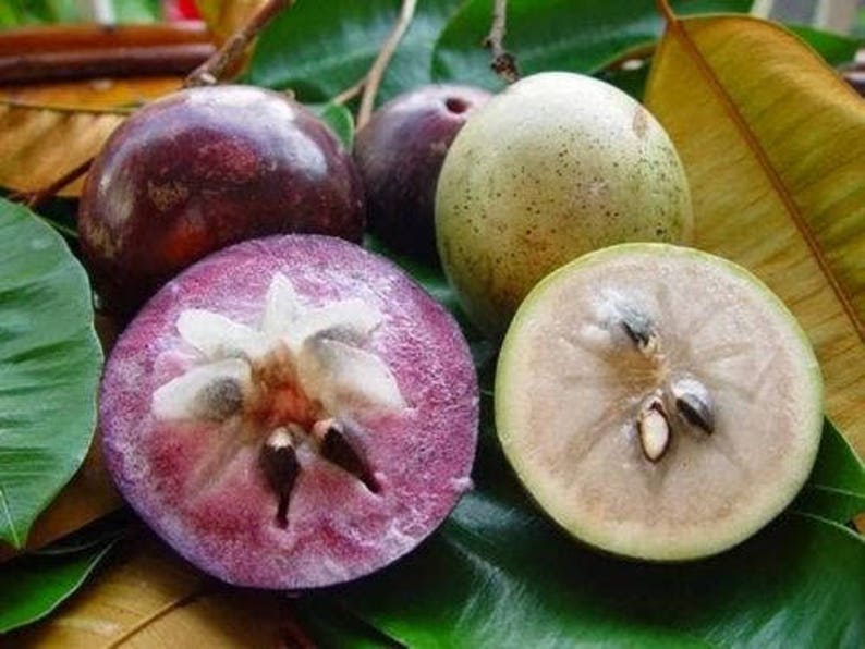 Star Apple 1 Plants Chrysophyllum cainito 1 to 2 Tall Ship in 3 Gal Pot