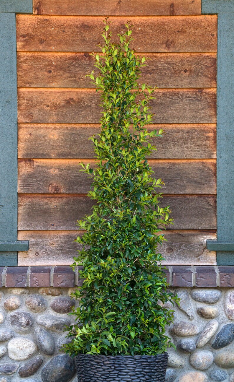 Ship in 1 Gal Pot Great For Bonsai 2 Feet Tall Dwarf Brush Cherry- Eugenia myrtifolia Compacta