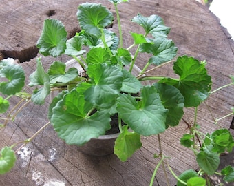 Pennywort - Gotu Kola - Centella Asiatica (Rau Má ) - Ship in 3" Pot