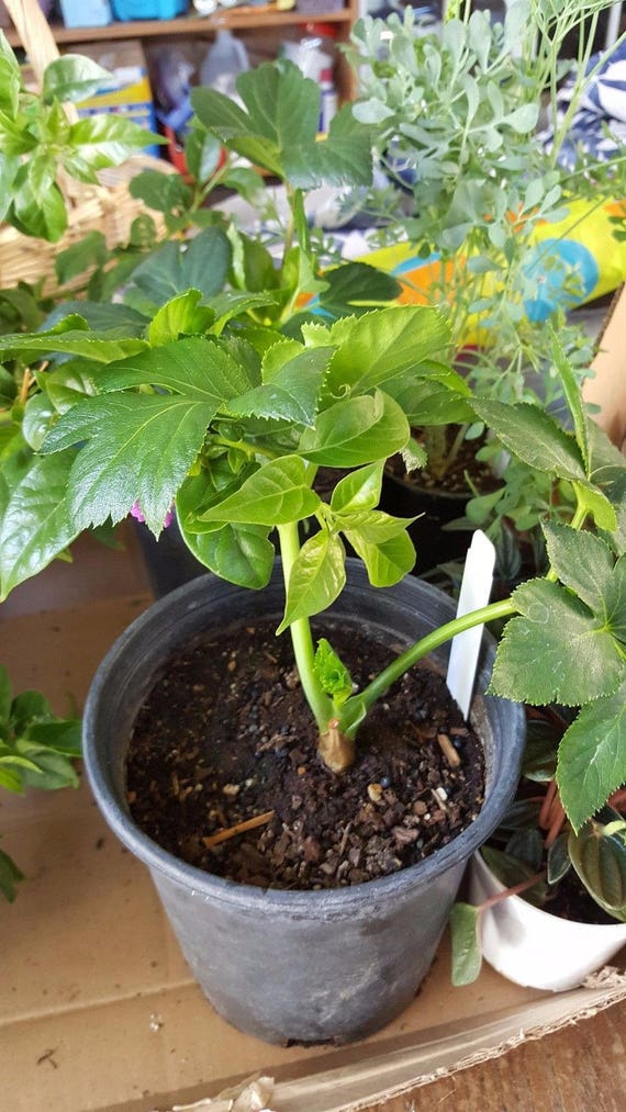 ASHITABA PLANTS 1 Plant 4 to 8 Tall Ship in Etsy