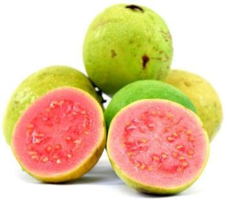 South Africa Guava Red Flesh 1 Grafted Tree Ship in 3 Gal Pot 3 Feet Tall