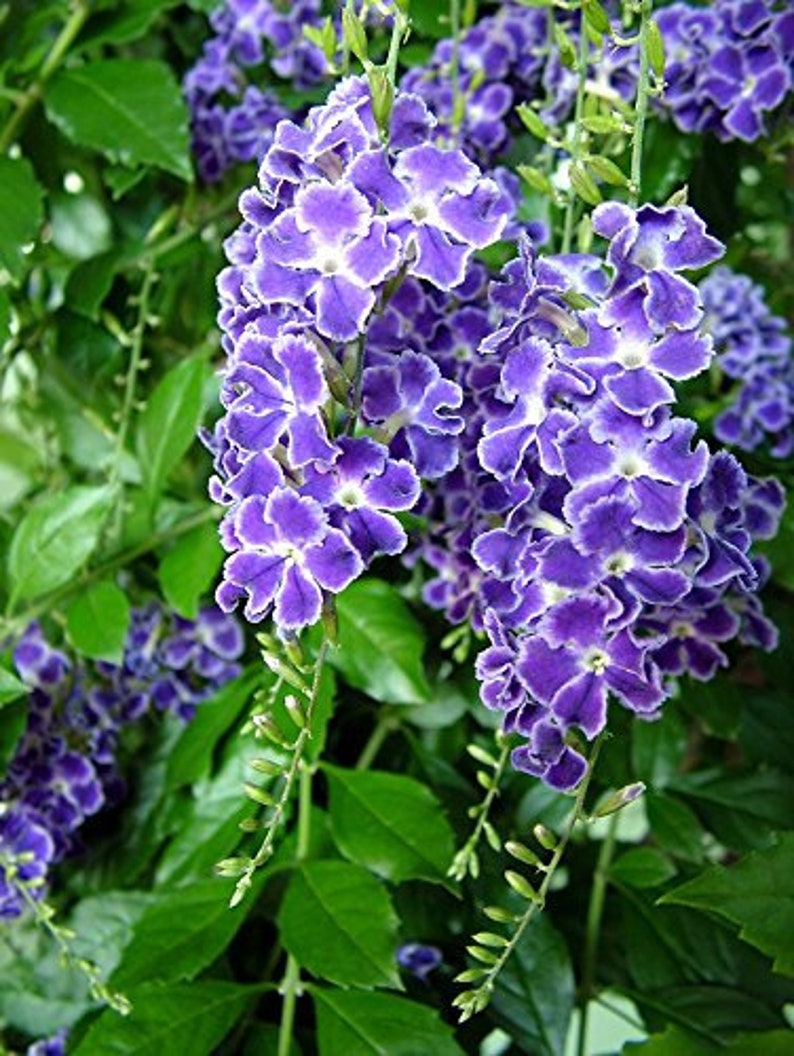 Sapphire Showers Duranta 1 Feet Tall Ship in 6 Pot | Etsy