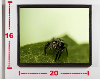 Puede incluir: Una fotografía enmarcada de una araña saltarina sobre una hoja verde. La araña es marrón y negra con ojos grandes. El marco es negro y la foto mide 40,6 cm por 50,8 cm.