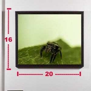 Spider Art Print Cute Nature Photography Jumping Spider Art Photography | Close Up  Spider Photo Print | Insect Marco Photography