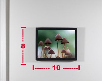 Mushroom Art Photography