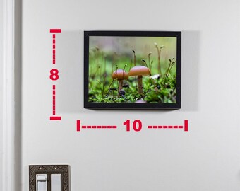 8 x 10 Nature Photography Art Mushroom Art Prints | Close up Mushroom Photography | Hiding in Moss | Macro Mushroom Photography V |