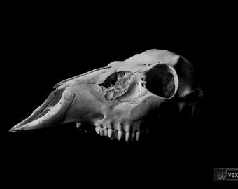 Animal Skull Art Print Deer Skull  Black and White Fine Art Photography | Animal Skull & Bones | Goth Animal Skull Art Print for Wall Decor