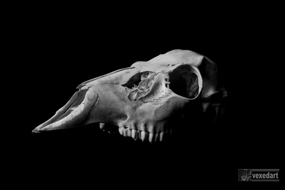 Animal Skull Art Print Deer Skull Black and White Fine Art - Etsy Animal Skull Art Print Deer Skull Black and White Fine Art - Etsy