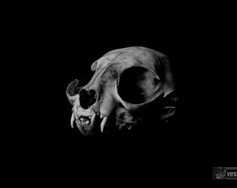 Gothic Skull Art Skull Print | Cat Skull Photography | Black & White Gothic Animal Bone Fine Art Photography  | Gothic skull art |