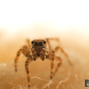 Photography Prints Jumping Spider Close Up Art Photography. Nature Photography Close Up  Spider Photo Print | Insect Marco Photography
