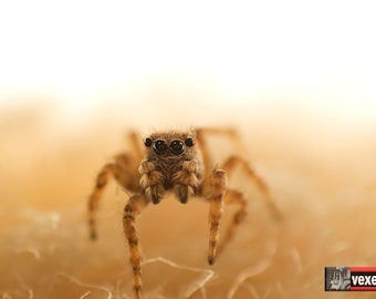 Puede incluir: Primer plano de una araña saltarina marrón con grandes ojos negros. La araña está mirando a la cámara y tiene las patas delanteras levantadas.