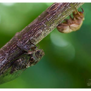 Natur Fotografie Cicada Fotografie Druck. Wunderschönes Natur Insekt Nahaufnahme Kunstfotografie Cicada Art. Natur Kunst.