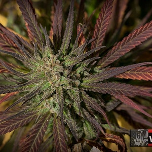 Puede incluir: Primer plano de una planta de cannabis con hojas moradas y verdes. La planta está en la fase de floración y tiene un gran cogollo en el centro.