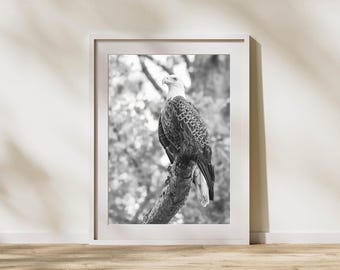 Black and White Bald Eagle Print | Wildlife Photography Wall Art | North Carolina Wildlife Wall Art | Monochrome Wildlife Art