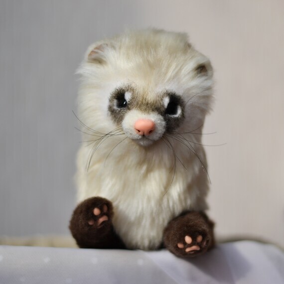 ferret teddy