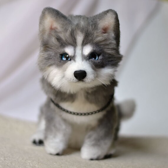 toy husky puppies