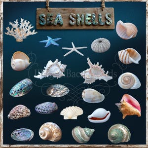 May include: A collection of various sea shells, starfish, and coral against a dark blue background. A wooden sign at the top reads "SEA SHELLS". The shells vary in size, shape, and color, including white, brown, pink, and iridescent hues.