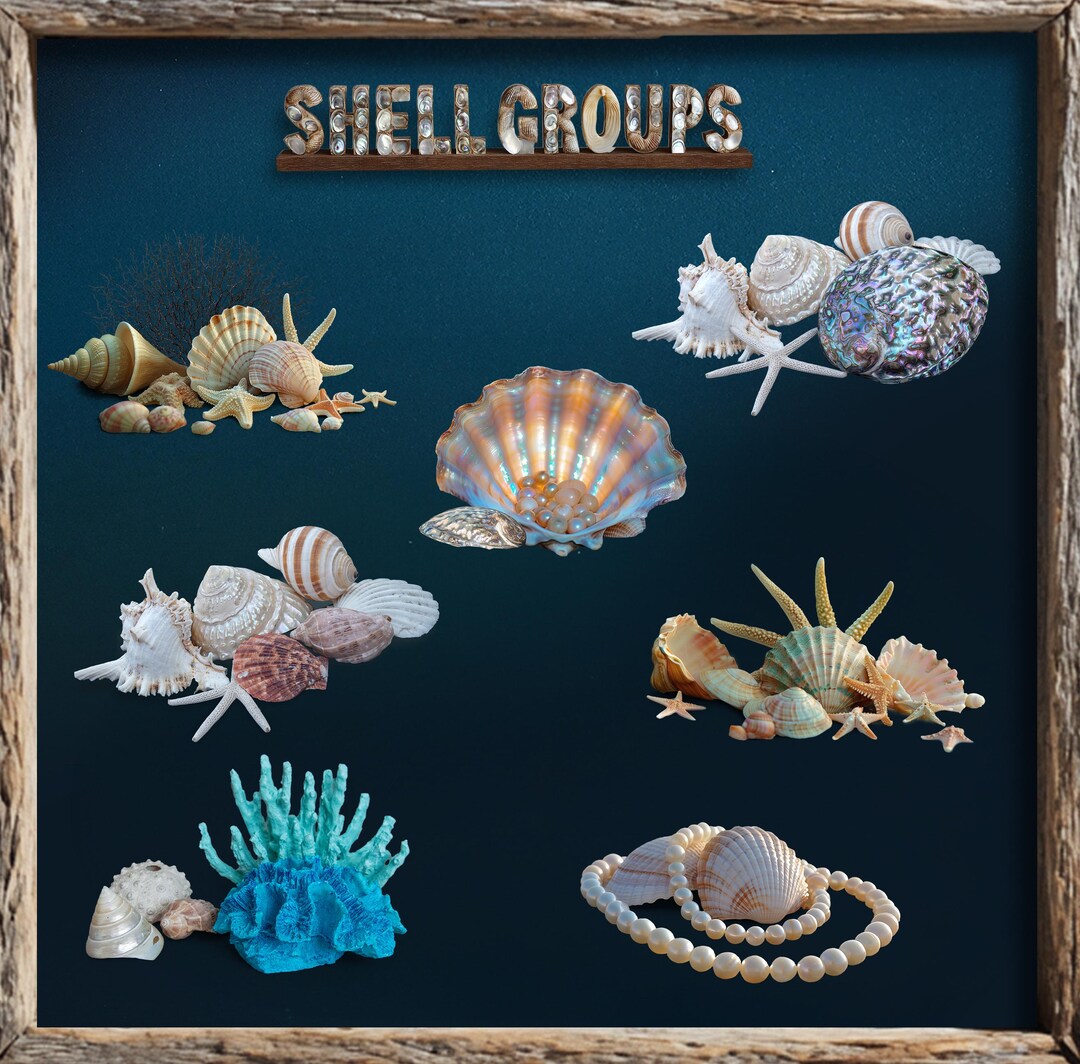 Shell PNG Clipart Groups, Beach Shell Overlays for Composite ...