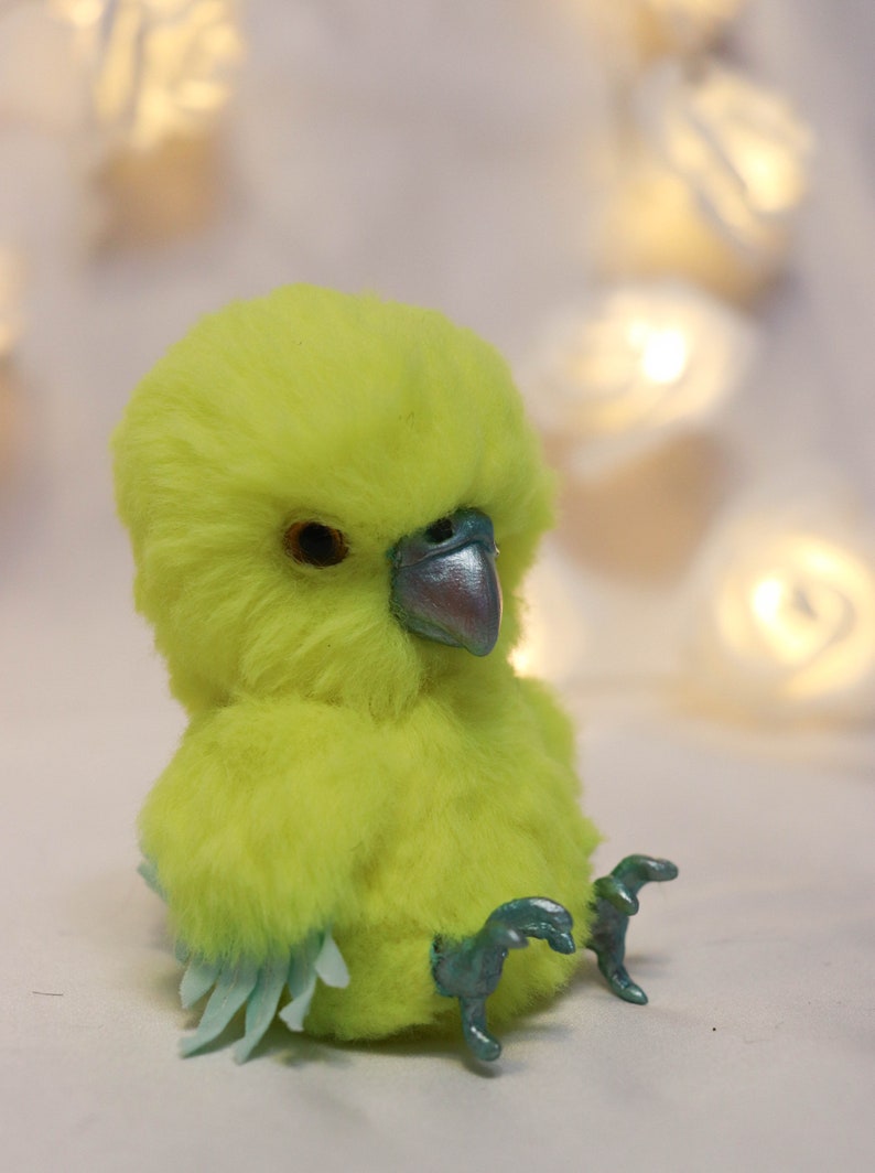 parrot teddy