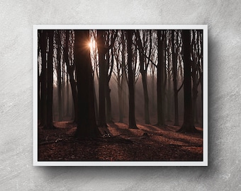 Forest photography, DIY forest wall art, Printable art, Forest wall art, Forest artwork, Nature photography