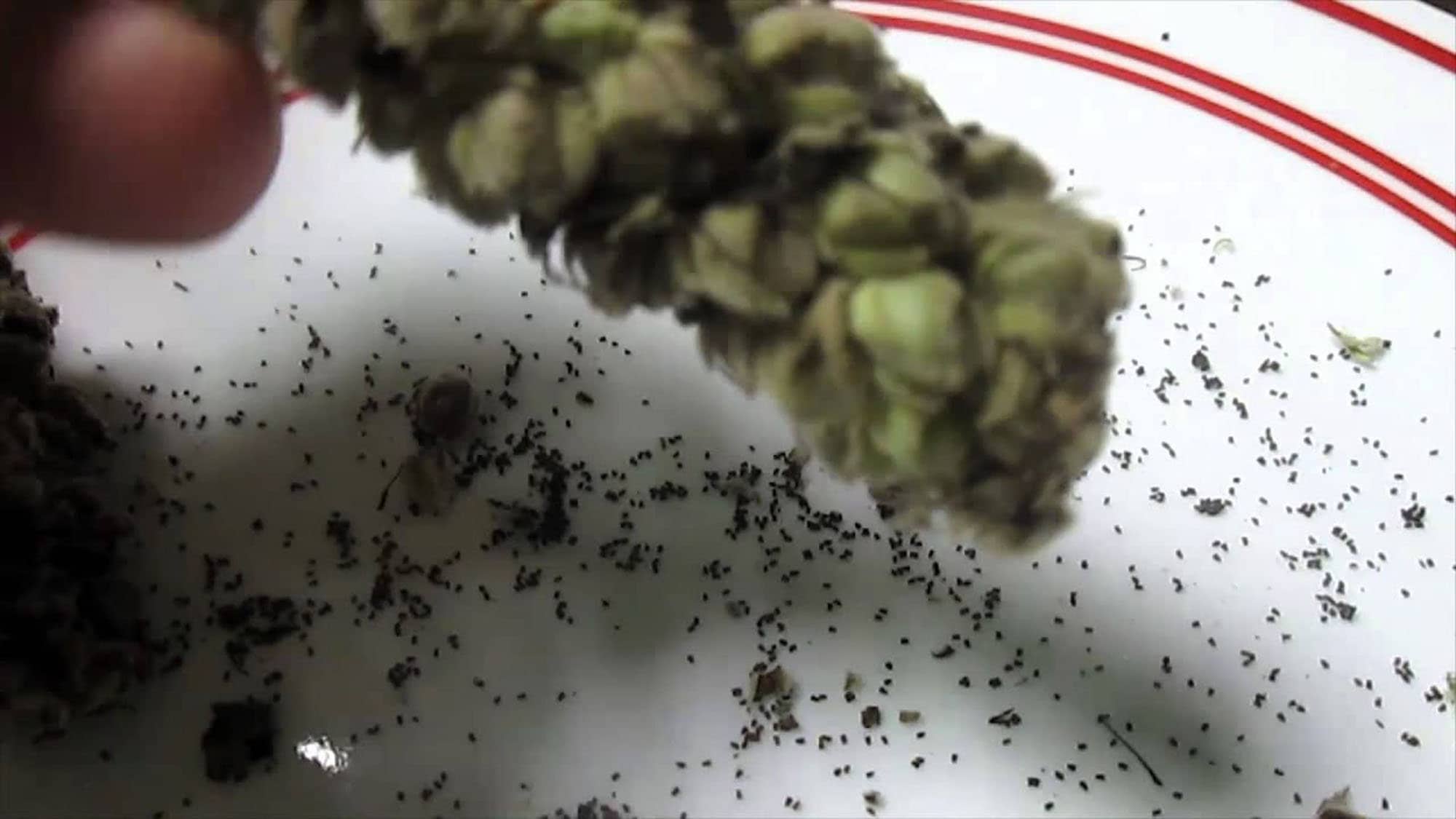 100 2020 Mullein Seeds Healing Medicinal Plant 2nd Yr Seeds - Etsy Canada