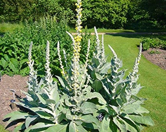 6 Healthy Mullein Plants Small started Plants No Pestisides