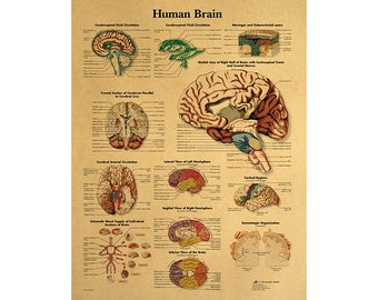 Human brain posters custom sizes and colours gift silk poster 2021