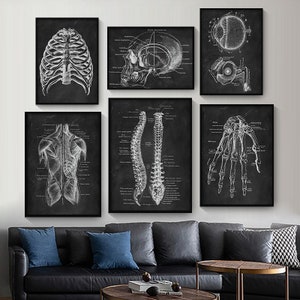 Biology muscular skeleton system posters custom sizes and colours gift