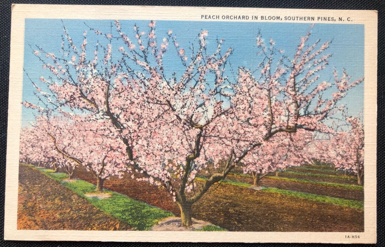 NC Postcard Vintage Southern Pines