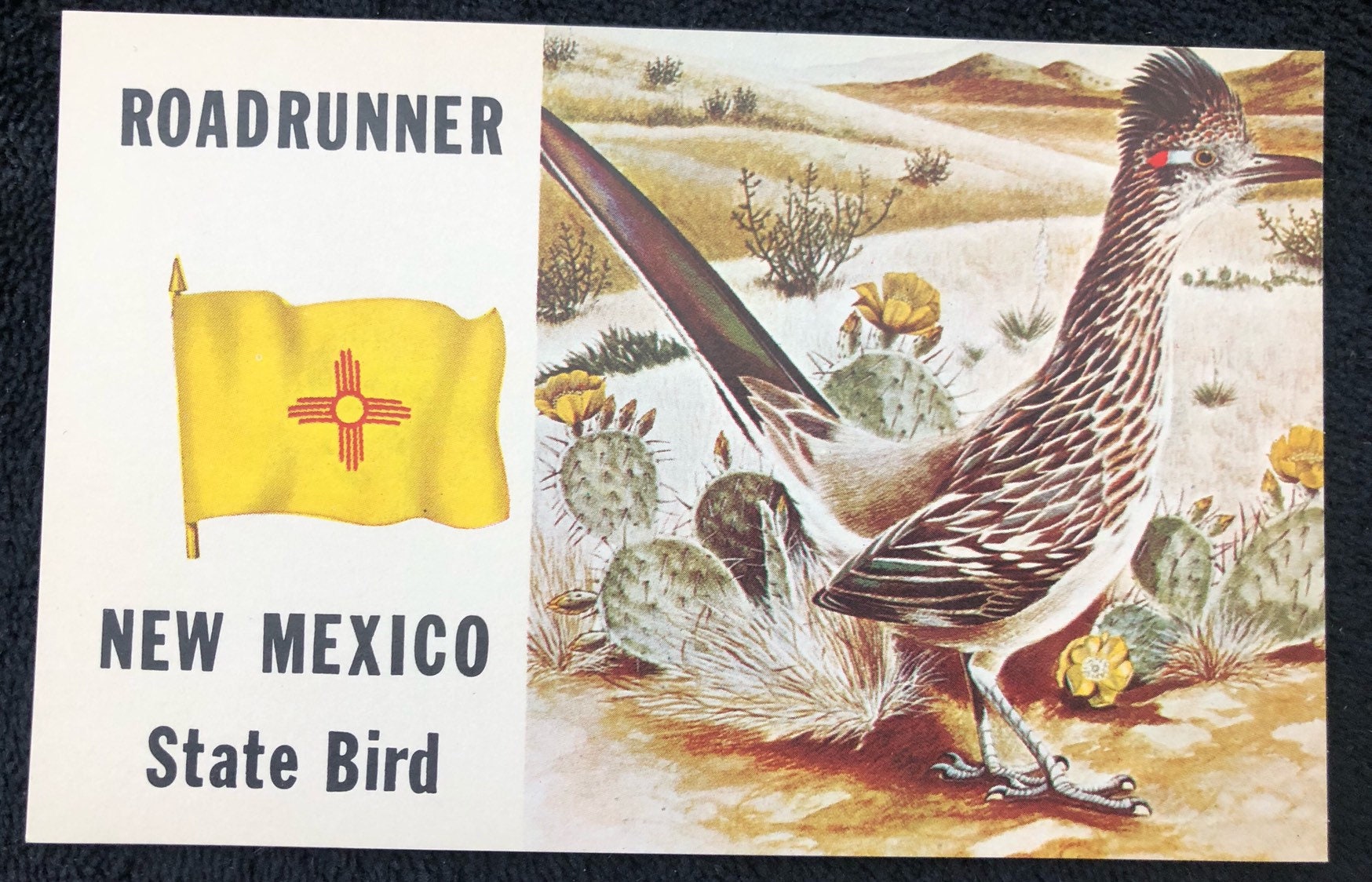 Vintage New Mexico Roadrunner Postcard Etsy