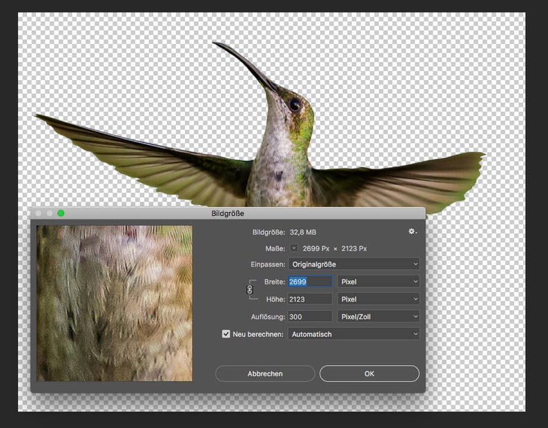 Bird Overlay Bird Photo Hummingbird Overlay 5 Hummingbird PNG
