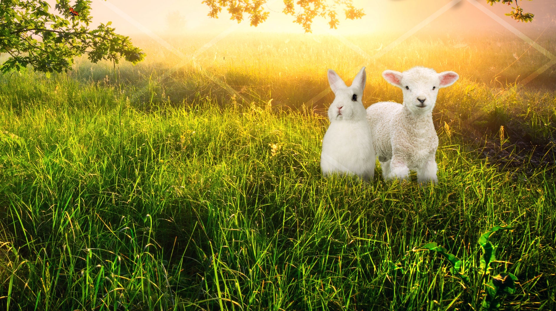 Lamb and Bunny Digital Backdrop Premade Backdrop Easter | Etsy