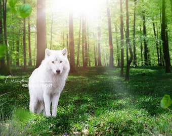 Wolf in Forest Scene | Wolf Backdrop | premade Backdrop | digital download