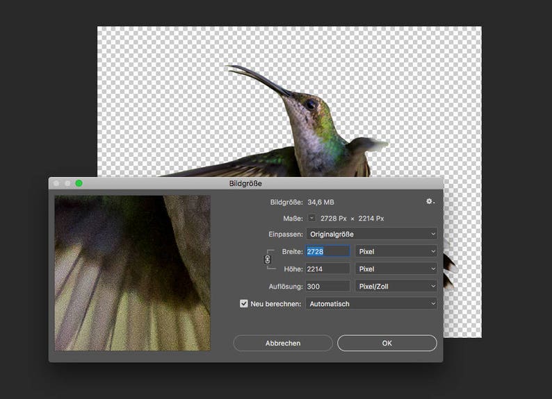 Bird Overlay Bird Photo Hummingbird Overlay 5 Hummingbird PNG