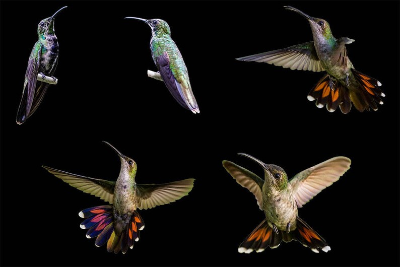 Bird Overlay Bird Photo Hummingbird Overlay 5 Hummingbird PNG