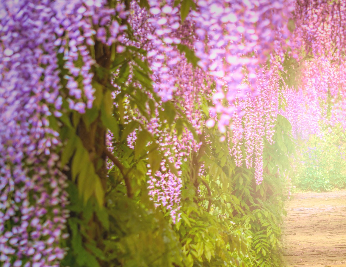 Flower Avenue Flower Tunnel Premade Backdrop Digital Etsy