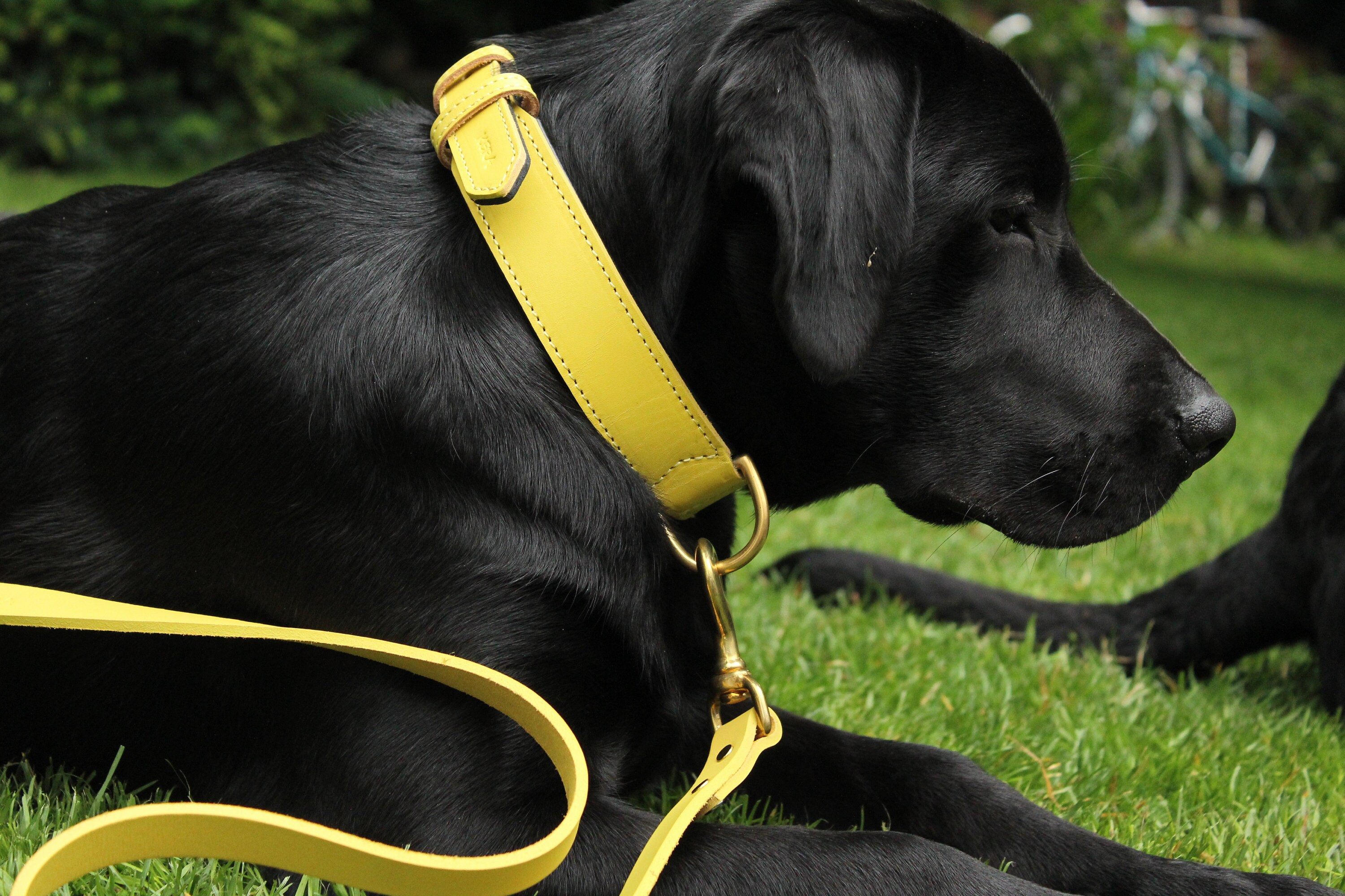 Yellow Leather Dog Collar Luxury Italian Leather Yellow Etsy