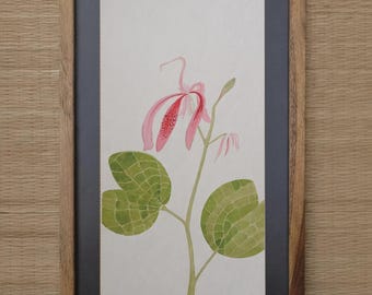 Framed Botanical Illustration of Bauhinia Variegata Kachnar handmade watercolor