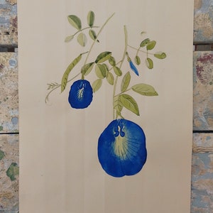 Butterfly Pea Clitoria ternatea Botanical Illustration