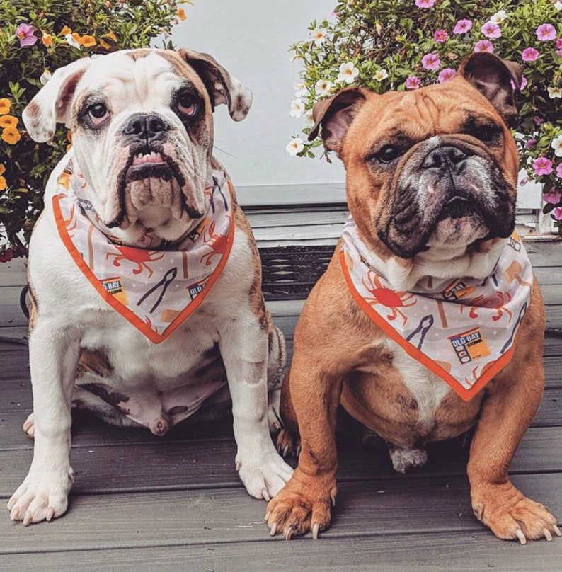 CrabsOld BayMarylandSummer Dog Bandana