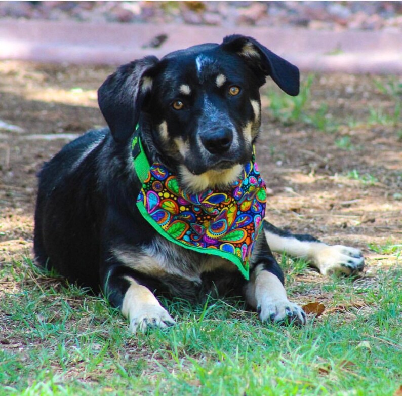 CarnivalParty Dog Bandana made to order